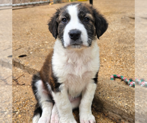 Medium Photo #1 Mutt Puppy For Sale in Sterling, MA, USA