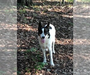Mutt Dogs for adoption in Garden City, NY, USA