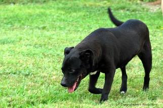 Dachshund Dogs for adoption in Carrollton, TX, USA