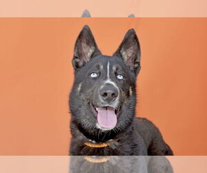 Siberian Husky Dogs for adoption in Pasadena, CA, USA