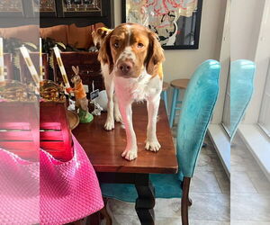 Brittany Dogs for adoption in Curwensville, PA, USA
