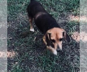 Beagle Dogs for adoption in Jena, LA, USA