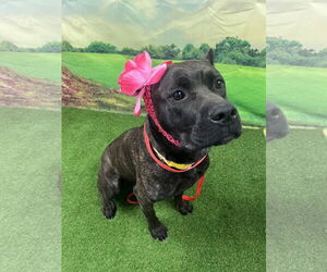 Mutt Dogs for adoption in Euless, TX, USA