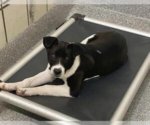 Labrador Retriever-Unknown Mix Dogs for adoption in Pasadena, TX, USA