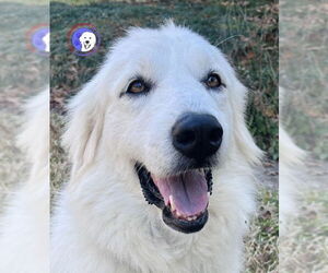 Great Pyrenees Dogs for adoption in Spring, TX, USA