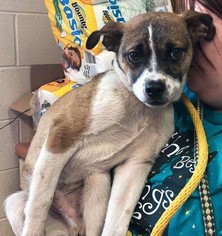 Jack-A-Bee Dogs for adoption in Fredericksburg, VA, USA
