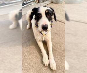 Australian Terrier-Unknown Mix Dogs for adoption in Tulsa, OK, USA