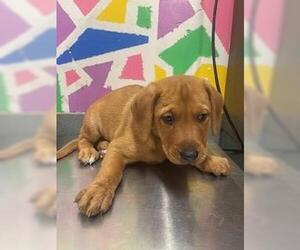 Medium Photo #1 Great Pyrenees-Unknown Mix Puppy For Sale in Baytown, TX, USA