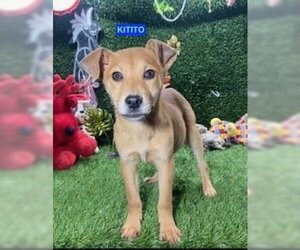 Mutt Dogs for adoption in Woodland Hills, CA, USA