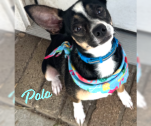 Chihuahua-Unknown Mix Dogs for adoption in HOUSTON, TX, USA