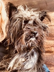 Cairn Terrier-Unknown Mix Dogs for adoption in VACAVILLE, CA, USA