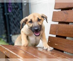 German Shepherd Dog-Unknown Mix Dogs for adoption in Dedham, MA, USA