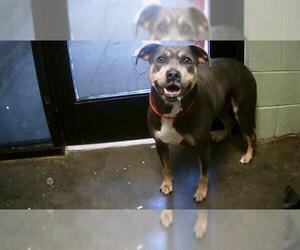 American Pit Bull Terrier-Unknown Mix Dogs for adoption in Tulsa, OK, USA