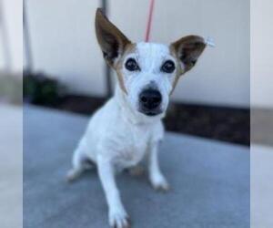 Jack Russell Terrier Dogs for adoption in Pacific Grove, CA, USA