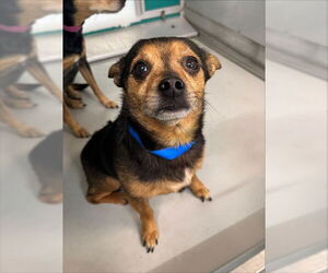 Chihuahua-Unknown Mix Dogs for adoption in Oklahoma City, OK, USA