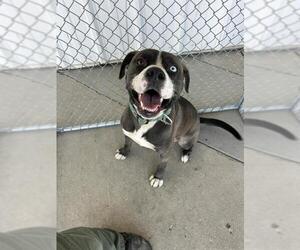 American Pit Bull Terrier-Siberian Husky Mix Dogs for adoption in Bakersfield, CA, USA