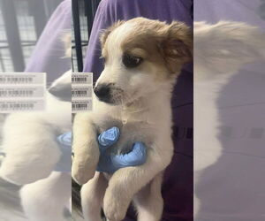 Mutt Dogs for adoption in Foristell, MO, USA