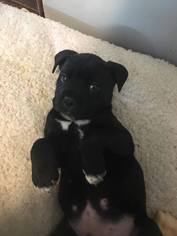 Medium Photo #1 Bullboxer Pit Puppy For Sale in Binghamton, NY, USA