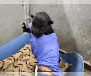 German Shepherd Dog Dogs for adoption in HESPERIA, CA, USA