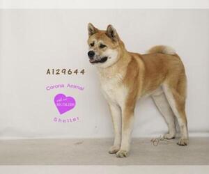 Akita Dogs for adoption in Corona, CA, USA