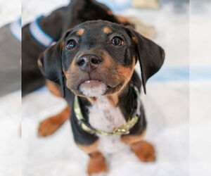 Jack Russell Terrier-Unknown Mix Dogs for adoption in St. Louis Park, MN, USA