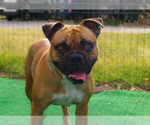 Frenchie Pug Dogs for adoption in Marble Falls, TX, USA
