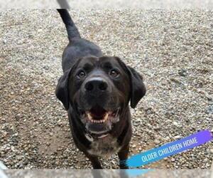 German Shorthaired Lab Dogs for adoption in Fort Wayne, IN, USA