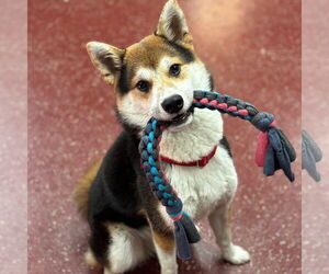 Shiba Inu Dogs for adoption in Fargo, ND, USA