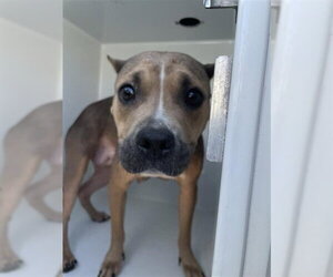 Staffordshire Bull Terrier-Unknown Mix Dogs for adoption in Houston, TX, USA