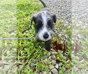 Miniature Schnauzer-Unknown Mix Dogs for adoption in Mooresville, NC, USA
