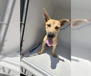 Dachshund-Unknown Mix Dogs for adoption in Houston, TX, USA