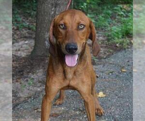 Coonhound Dogs for adoption in Riverwoods, IL, USA