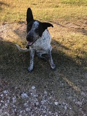 Sheprador Dogs for adoption in Missouri City, TX, USA