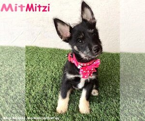 Miniature Schnauzer-Pembroke Welsh Corgi Mix Dogs for adoption in San Diego, CA, USA