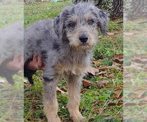 Aussiedoodle Miniature  Dogs for adoption in Cumming, GA, USA