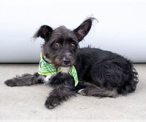 Cairn Terrier-Unknown Mix Dogs for adoption in Pasadena, CA, USA
