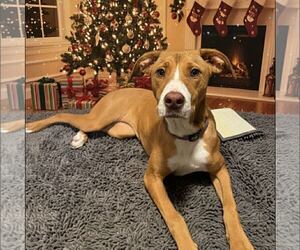 Mutt Dogs for adoption in New Oxford , PA, USA