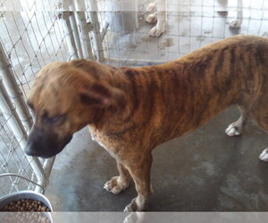 Black Mouth Cur Dogs for adoption in Bonifay, MO, USA