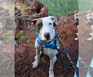American Pit Bull Terrier-Unknown Mix Dogs for adoption in Bellevue, WA, USA