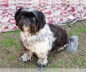 Shih Tzu Dogs for adoption in Orange, CA, USA