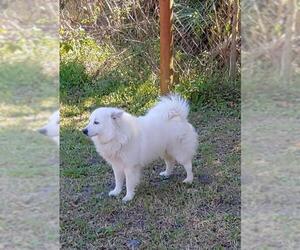American Eskimo Dog Dogs for adoption in Oviedo, FL, USA