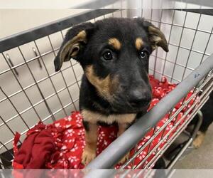 German Shepherd Dog Dogs for adoption in HESPERIA, CA, USA