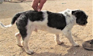 Shih Tzu Dogs for adoption in San Tan Valley, AZ, USA