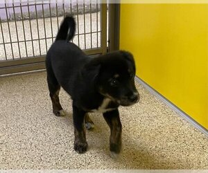 Huskies -Labrador Retriever Mix Dogs for adoption in Ames, IA, USA