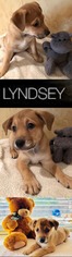Medium Photo #1 Labrador Retriever-Unknown Mix Puppy For Sale in DALLAS, TX, USA