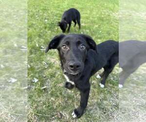 Mutt Dogs for adoption in Coralville, IA, USA