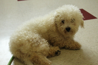 Bichon Frise Dogs for adoption in Waynesboro, PA, USA