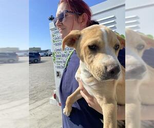 American Pit Bull Terrier Dogs for adoption in Bakersfield, CA, USA
