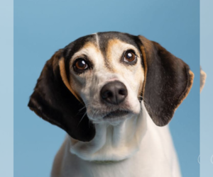 Beagle-Unknown Mix Dogs for adoption in Thomasville, NC, USA