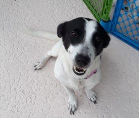Beagi Dogs for adoption in Royal Palm Beach, FL, USA